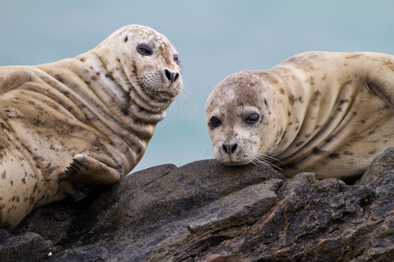 Harbor Seals